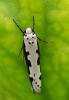 Ethmia bipunctella